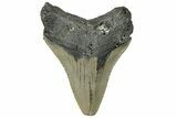 Serrated, Fossil Megalodon Tooth - North Carolina #295230-1
